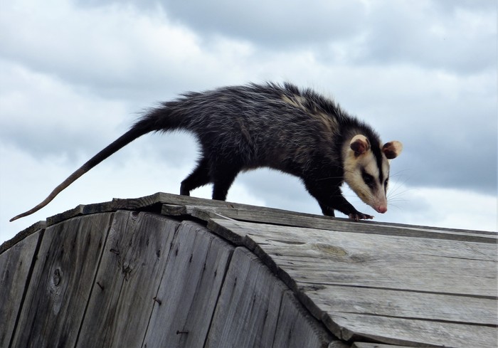 Comadreja mora, ahora _Didelphis poecilotis_, en Salto. · Foto: Enríque González