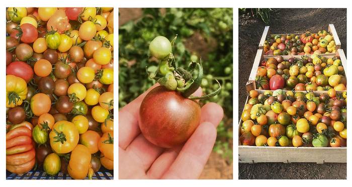 Foto principal del artículo 'Paysandú se prepara para la primera Cata Nacional de Tomates'