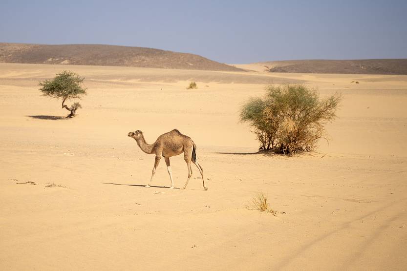 Lento 150 - Un té en el desierto 01
