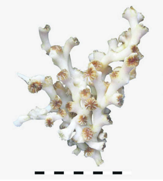 Coral