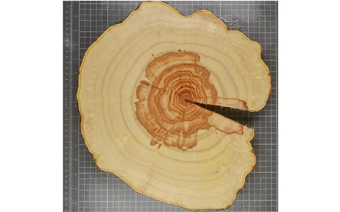 Corte transversal de gleditsia del río Uruguay, mostrando anillos de crecimiento anual. Imagen del proyecto ANII fondo María Viñas UruDendro 2.0