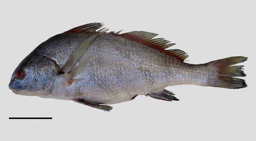 Corvina negra 2