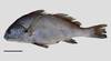 Corvina negra 2