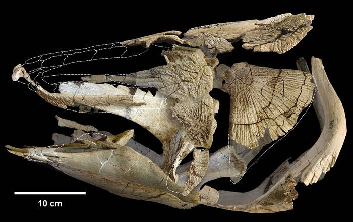 Cráneo del ejemplar de Mawsonia gigas reconstruido fotográficamente con los fósiles encontrados en Tacuarembó. 