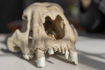 Cráneo de tigre dientes de sable de la especie _Smildon fatalis_ encontrado cerca de San Ramón. · Foto: Rodrigo Viera Amaral