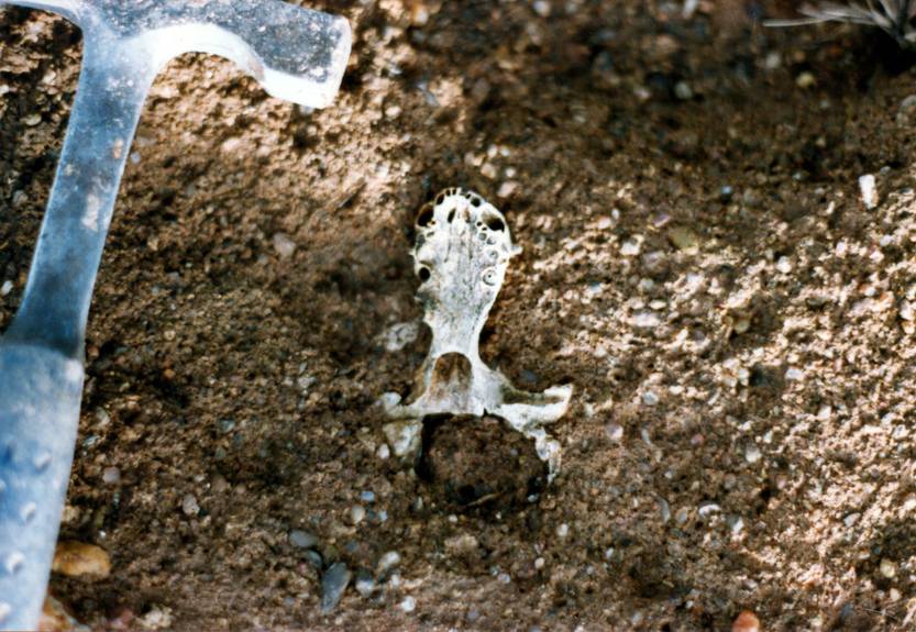 Craneo de lobito fosil