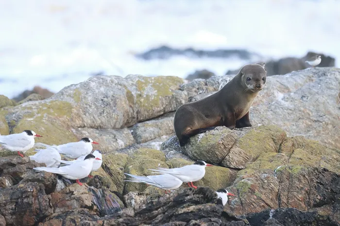 Cría de león marino en Punta del Este. · Foto: lararodriguesl (NaturalistaUY)