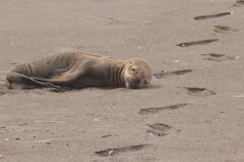 Cría de lobo marino varada en la playa. · Foto: Leo Lagos