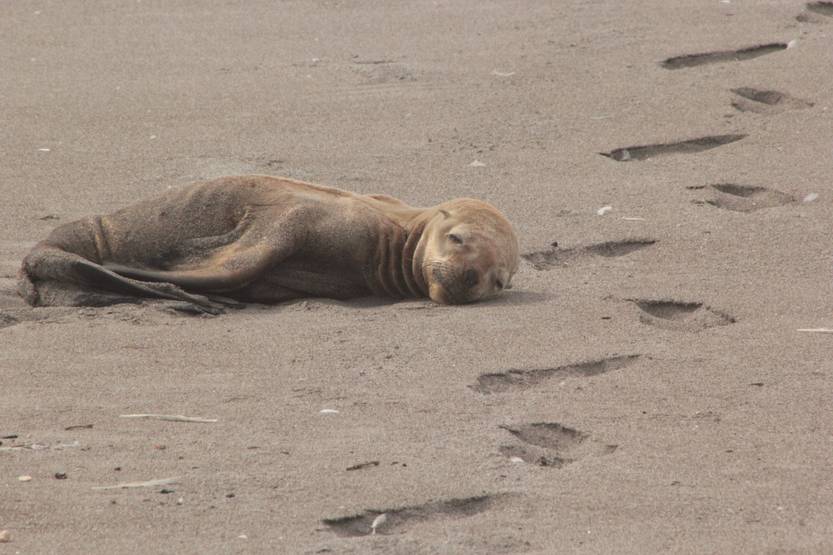 20250501 mamíferos marinos en la playa 4