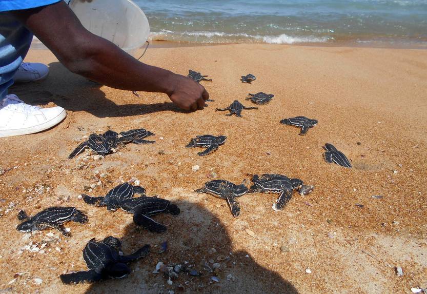 Crías de tortuga