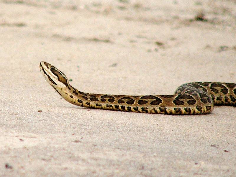 20260115 cie crucera