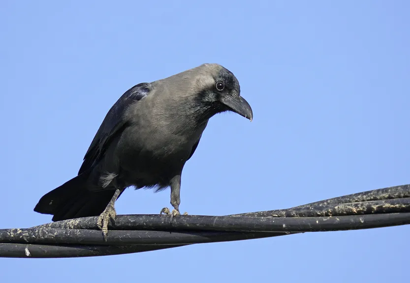 20260408 ciencia Cuervo indio en El Chorro 2