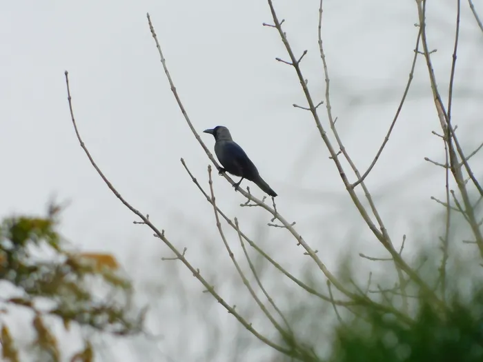Cuervo indio en El Chorro, Maldonado. · Foto: Foto de Francisco Liguori (NaturalistaUy)