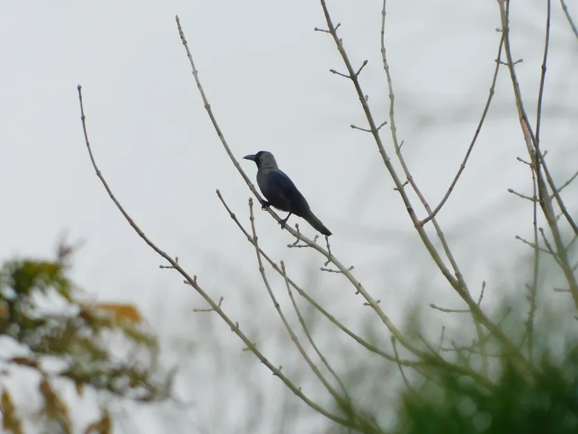 20260408 ciencia Cuervo indio