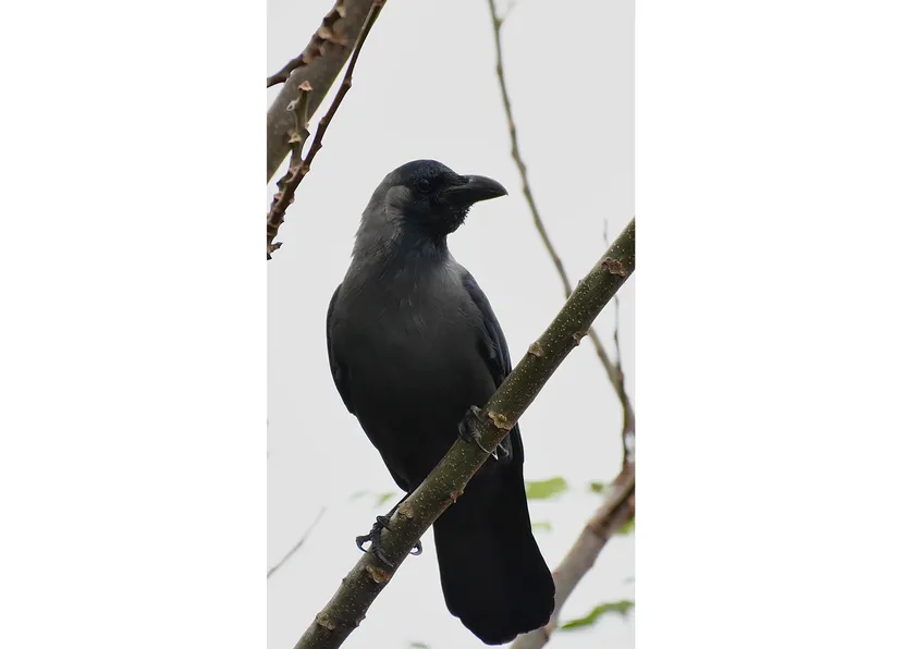 20260408 ciencia Cuervo indio en El Tesoro