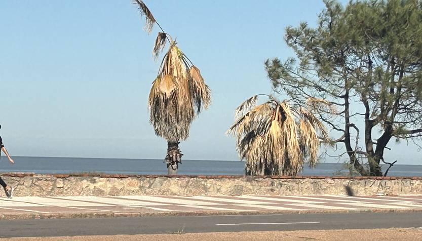 De las pocas palmeras