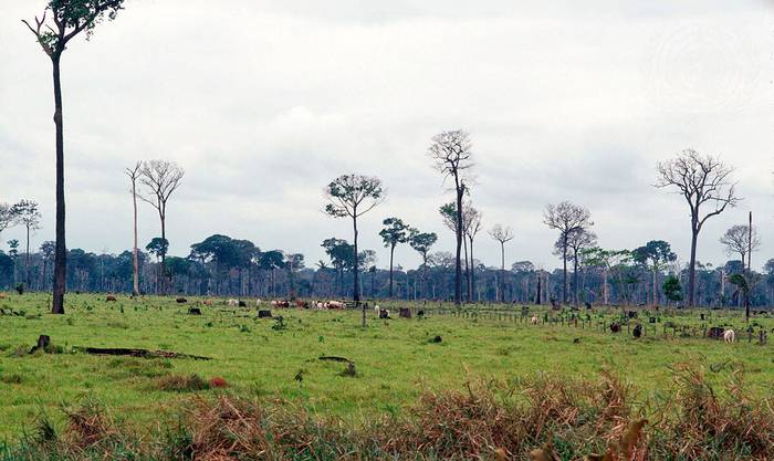 Deforestación en Brasil.
Foto: Pernaca Sudhakaran (UN)