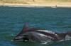 Delfines en Rocha