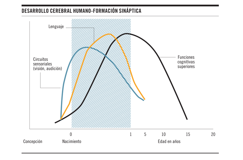 Desarrollo cerebral humano-formación sináptica