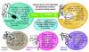 Diagrama