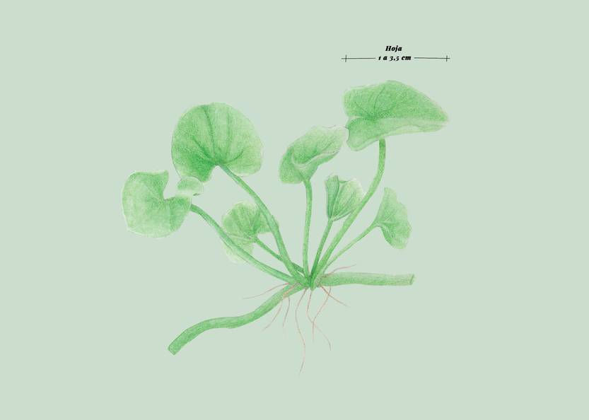 Lento 111 - Flora autóctona 03