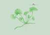 Lento 111 - Flora autóctona 03