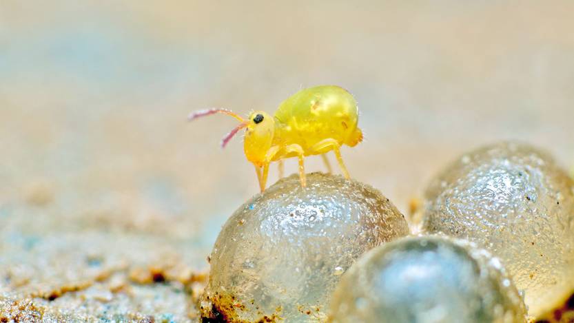 Dicyrtomina
