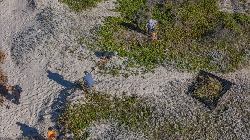 20251119 garra de león 2