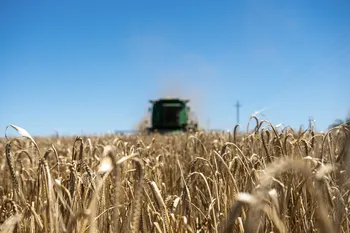 Cosecha de cebada, en Colonia. · Foto: Ignacio Dotti