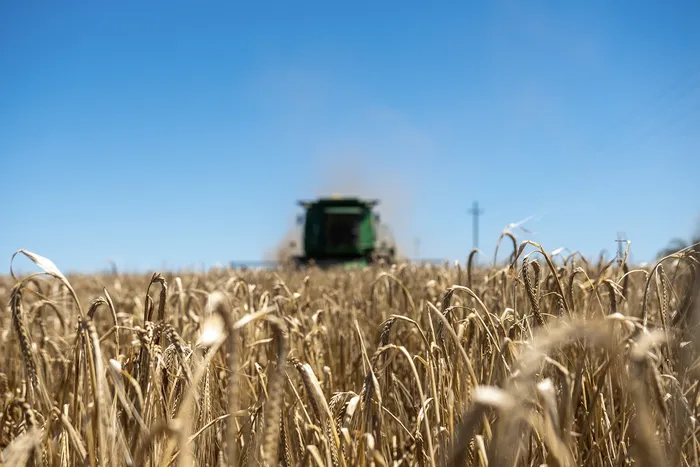 Cosecha de cebada, en Colonia. · Foto: Ignacio Dotti