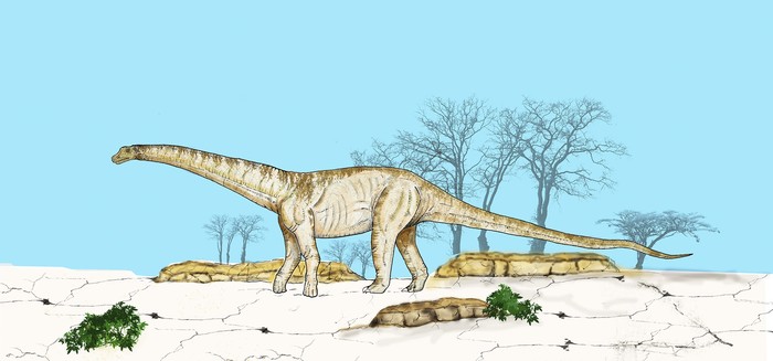 El Aelosaurus de Río Negro. Ilustración: felipe montenegro