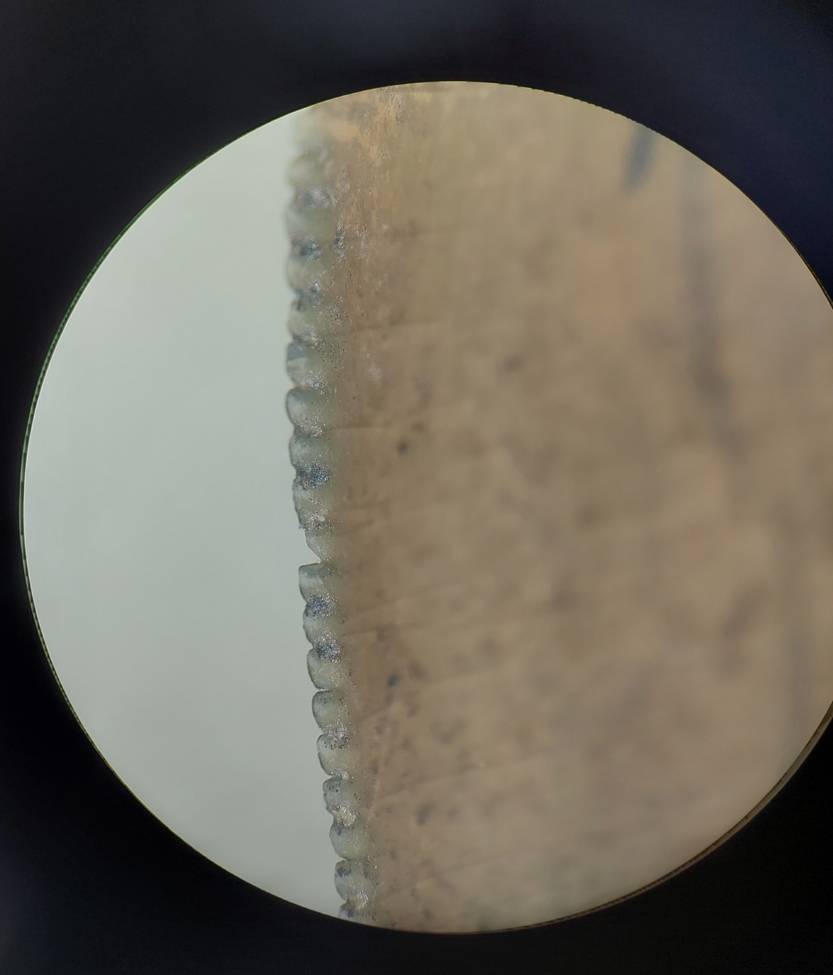 abelisaurido_detalle_1