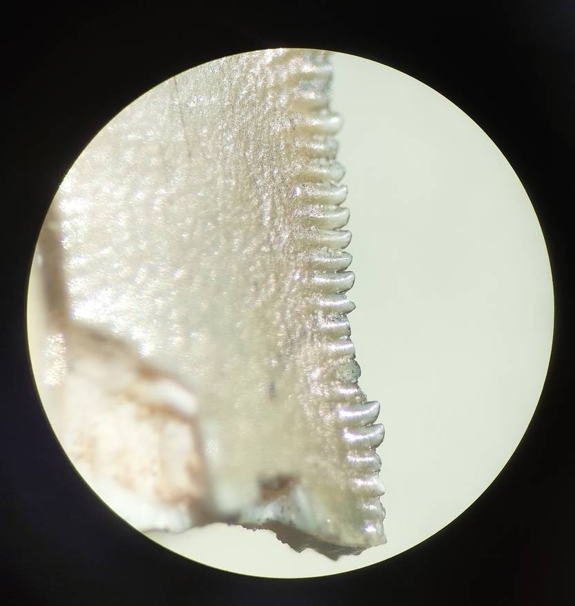 abelisáurido_detalle_2
