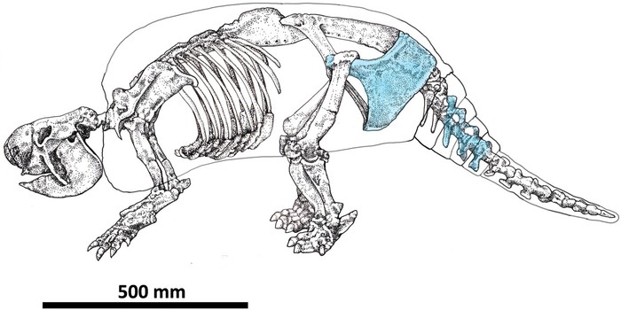 En azul los  huesos de gliptodonte encontrados con marcas.  Imagen de Del Papa et al 2024