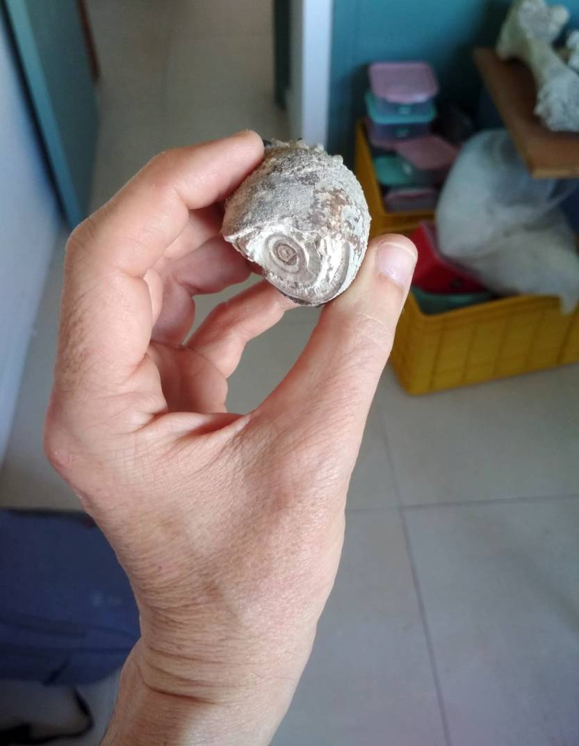 Enterolito del Museo 2