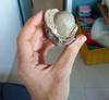 Enterolito del Museo