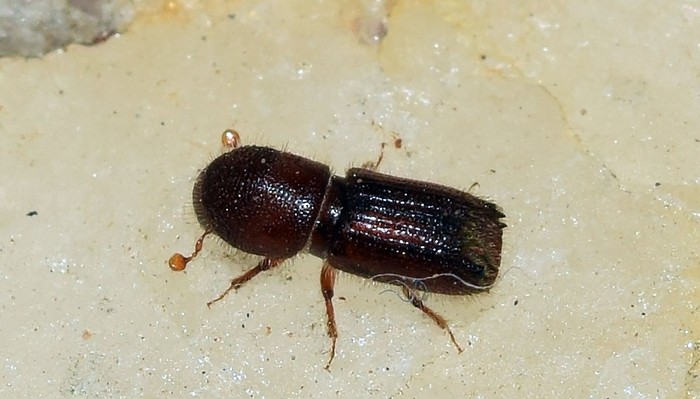 Escarabajo de la ambrosía.
Foto: Faluke (iNaturalist)