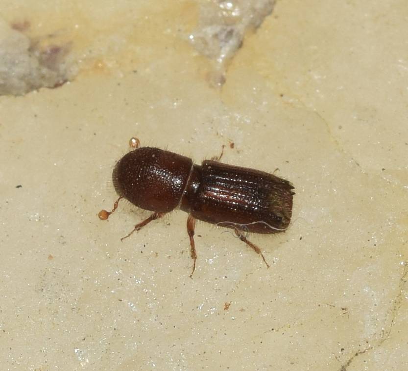 20250612 escarabajo invasor 4