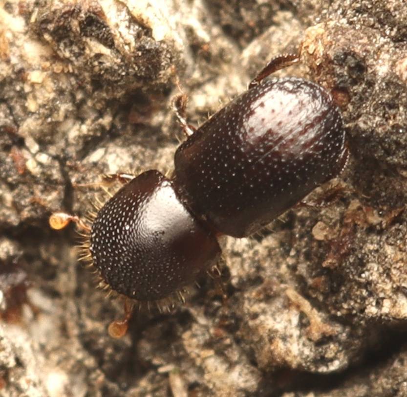 20250612 escarabajo invasor Abre