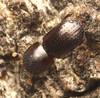 20250612 escarabajo invasor Abre