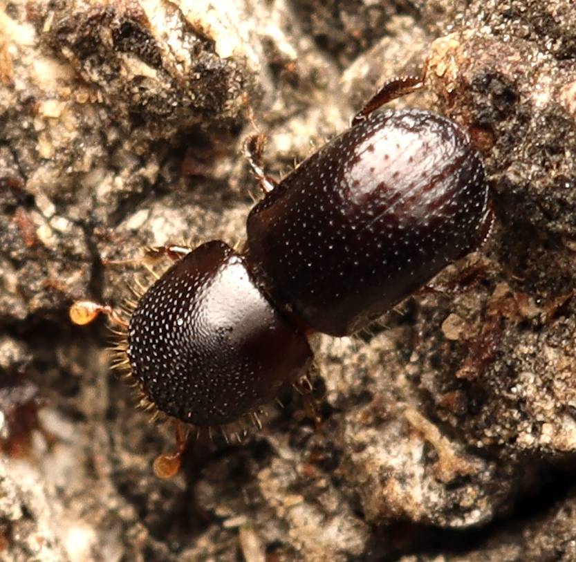 Escarabajo barreñador - foto de Cecile Roux (iNaturalist)