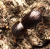 Escarabajo barreñador - foto de Cecile Roux (iNaturalist)