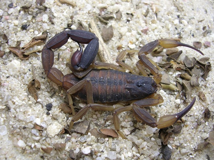 Escorpión de la especie _Tityus carrilloi_. · Foto: Denise Cándido Escorpión de la especie _Tityus carrilloi_. · Foto: Denise Cándido