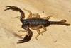 20250804 Euscorpius flavicaudis
