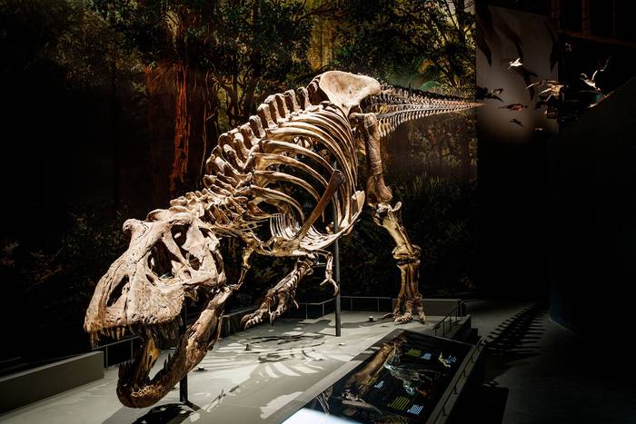 Esqueleto del tiranosaurio apodado Trix, que sería un _Tyrannosaurus imperator_. · Foto: Mike Bink