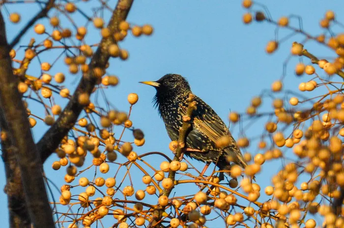 Estornino pinto en Montevideo. · Foto: Pablo Fernández
