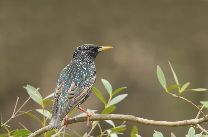 Estornino pinto en el Parque Rodó. · Foto: Adrián Antúnez (NaturalistaUy)