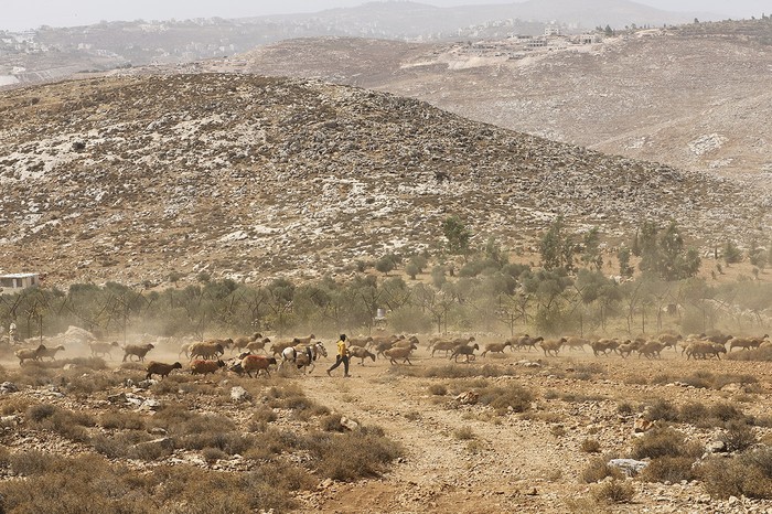 Un pastor desplazado de la aldea Al Qabun con su rebaño en Al Mughayyir, Cisjordania. · Foto: Quique Kierszenbaum