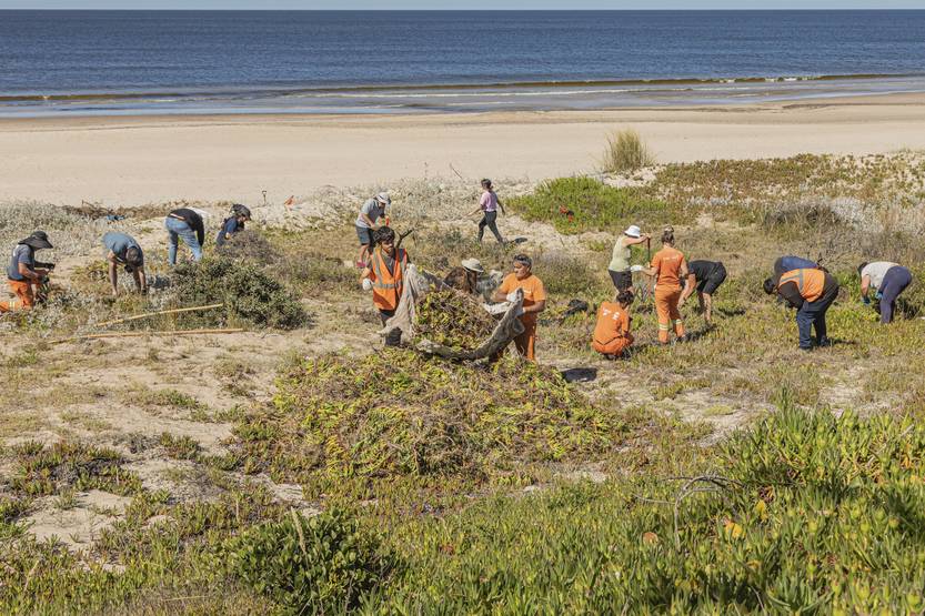 20251119 garra de león 5
