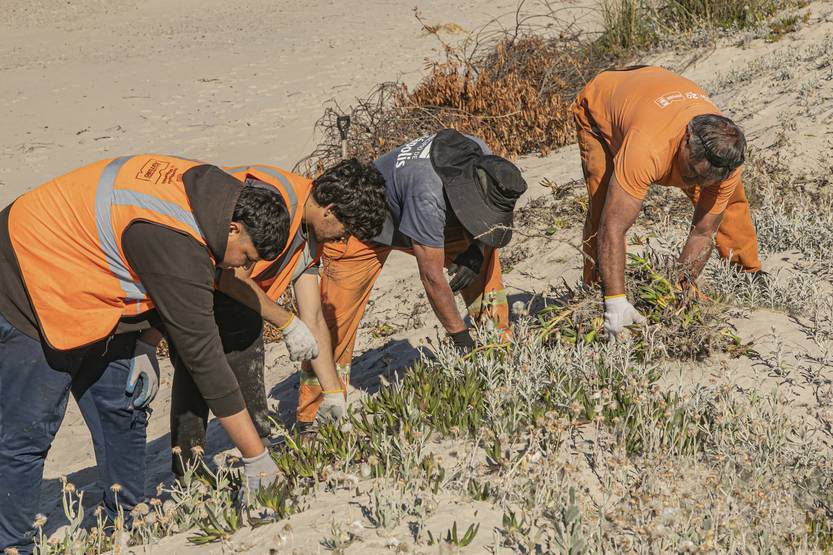 20251119 garra de león 3